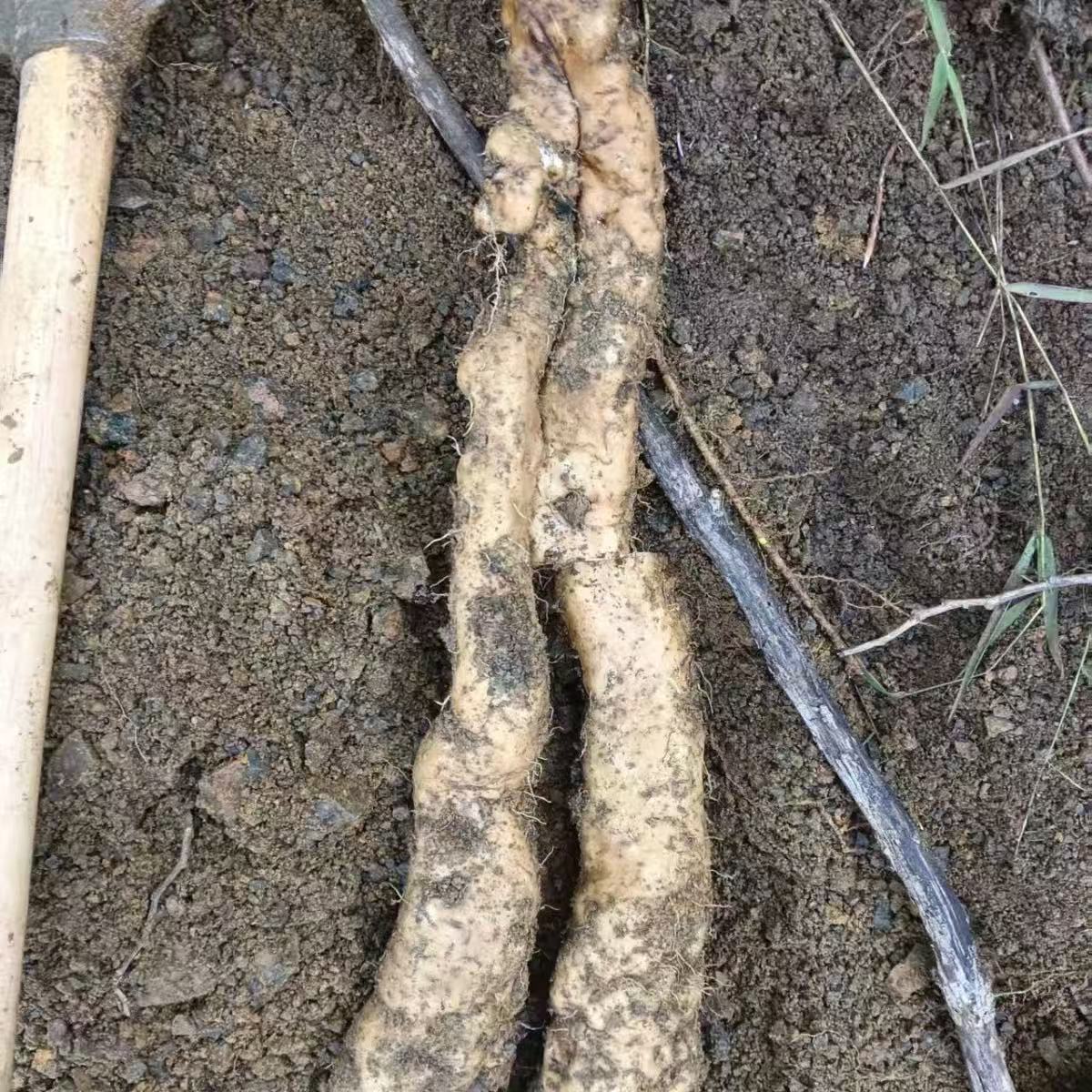 深山新鲜现挖野生山药软糯香甜可煮粥炒菜煲汤