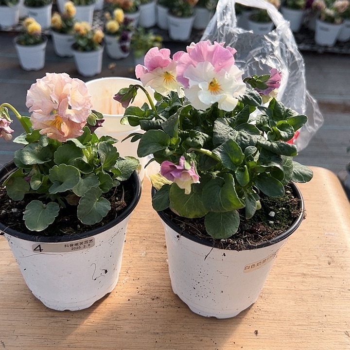 水晶抖音直播闪拍4