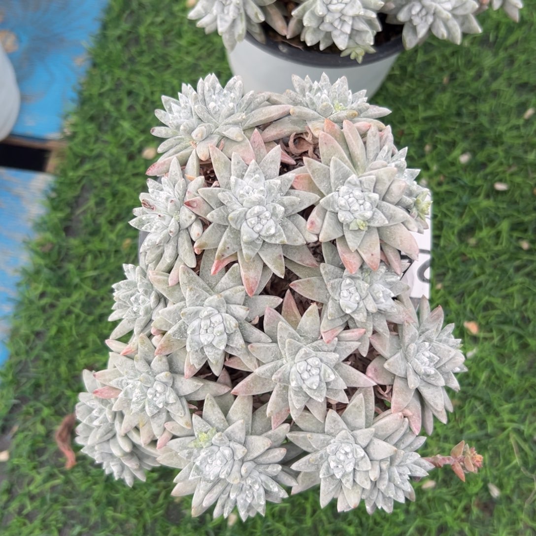 大脸白菊～一物一拍2584