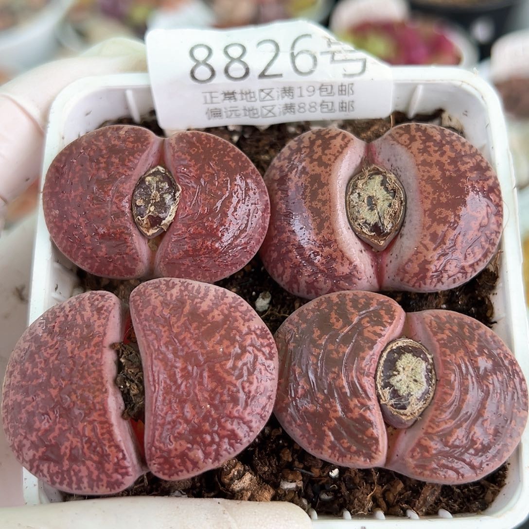 好养易活生石花大母本8826