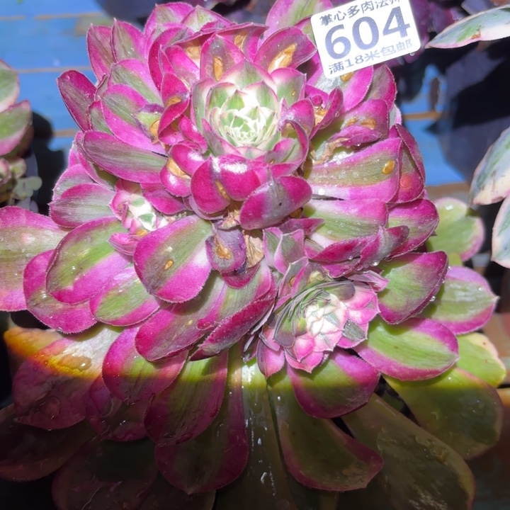 604孔雀翎掌心多肉法师锦不包侧枝断枝的？