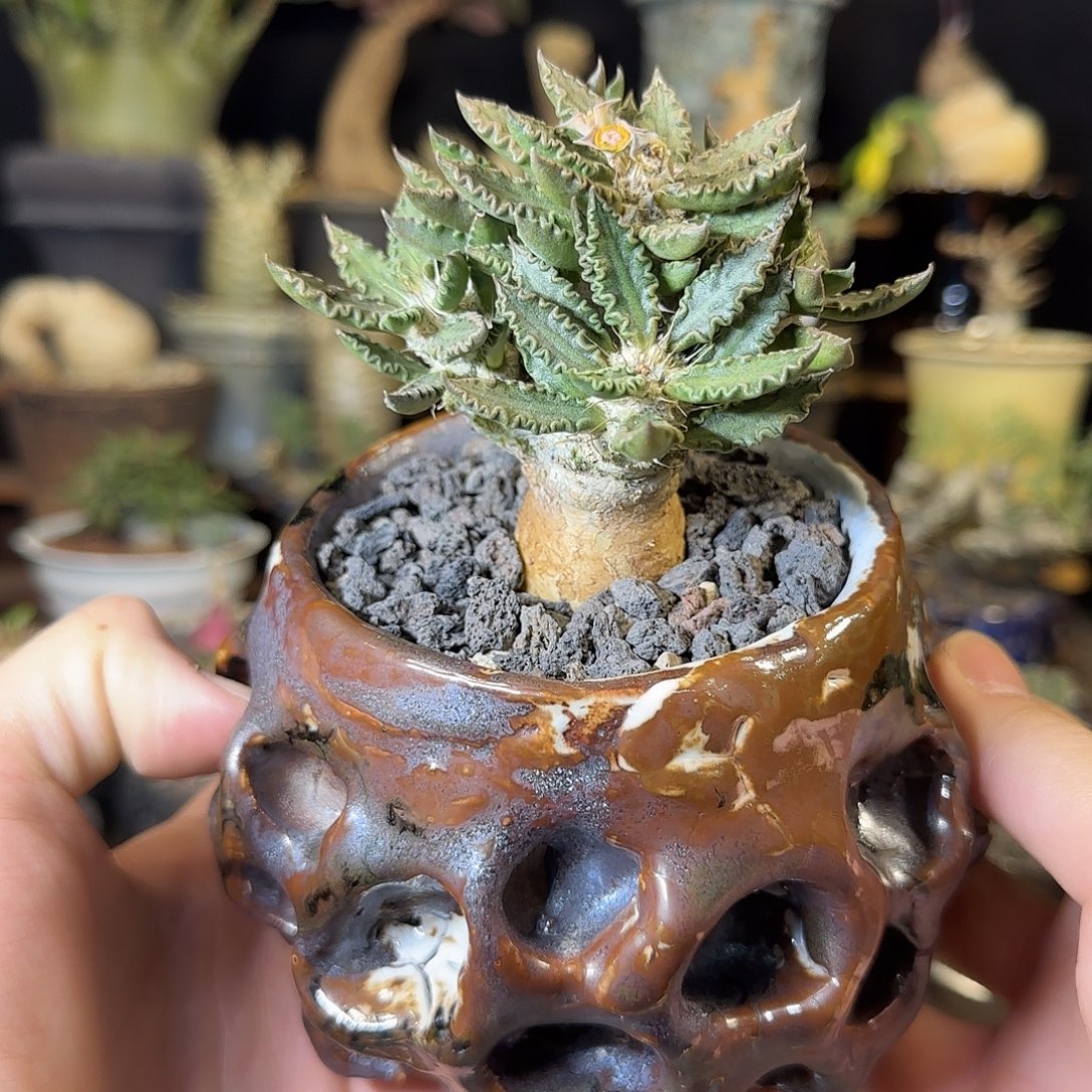 一物一拍图拉大戟290