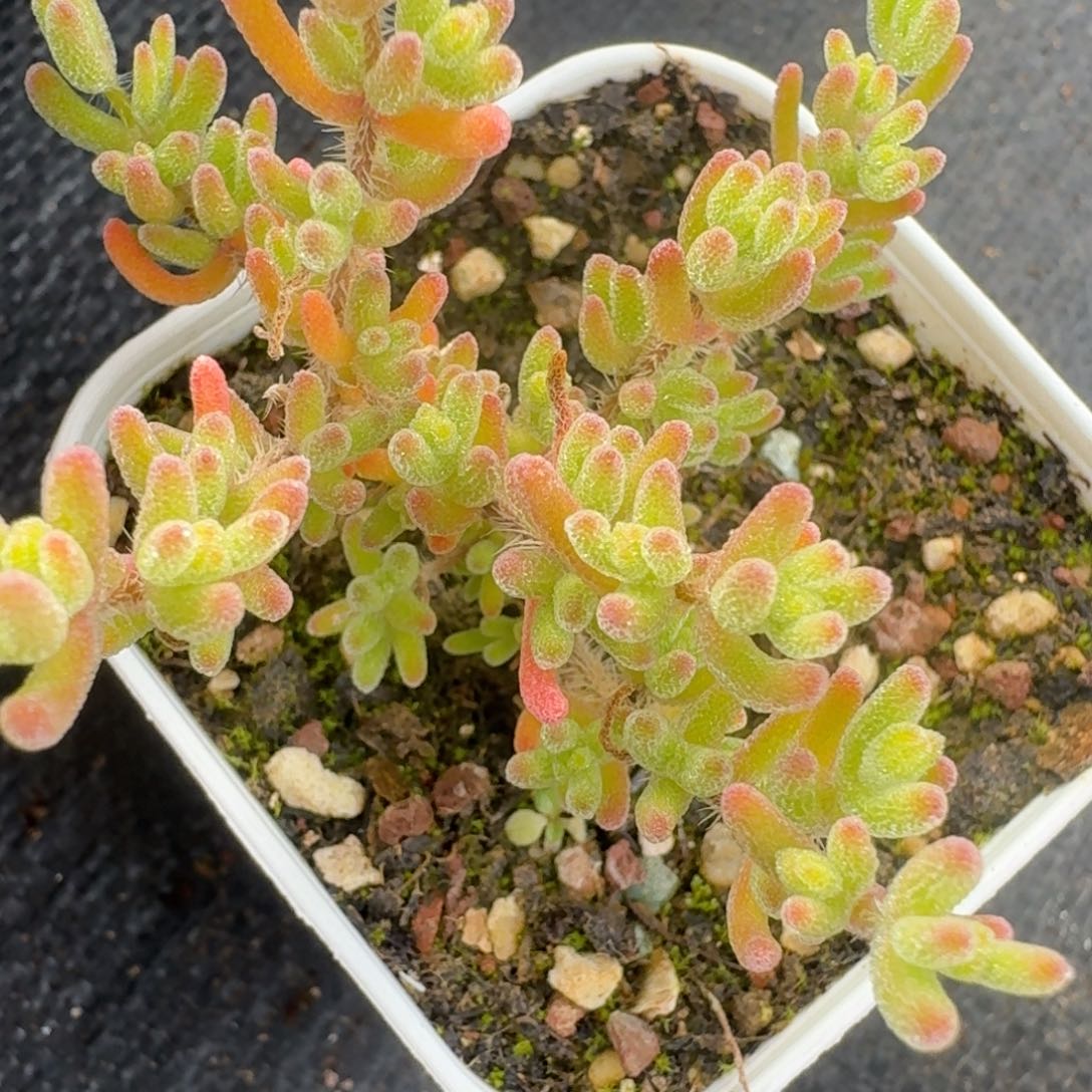 冰川枝干番杏2颗6.5厘米盆口