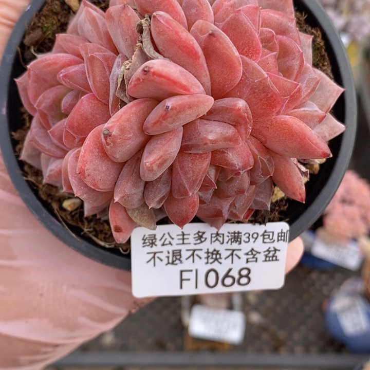 冰魄7cm1068多肉植物