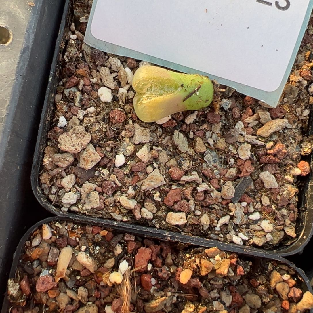 30-23肉锥多肉植物，