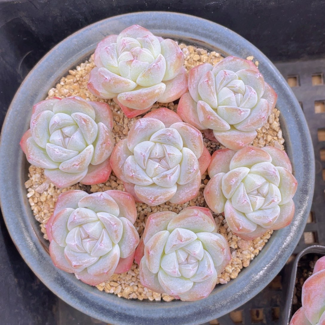 量拍100号 樱花钻石冰玉单头7个