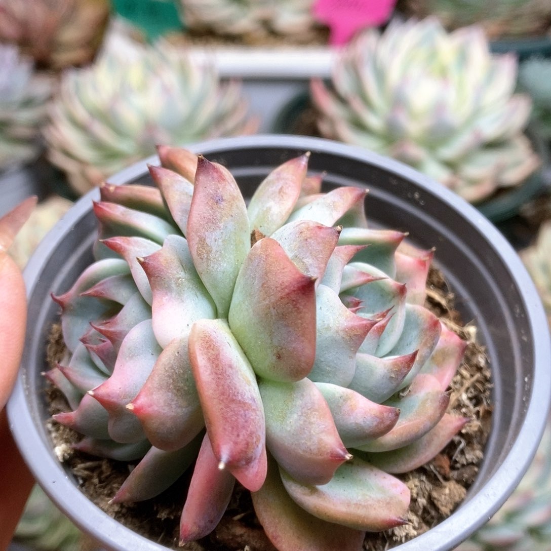 059锦锦锦锦锦锦锦锦