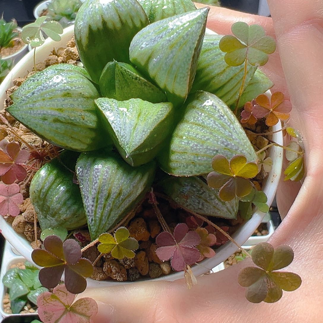 会***牛5243多肉植物一颗多肉