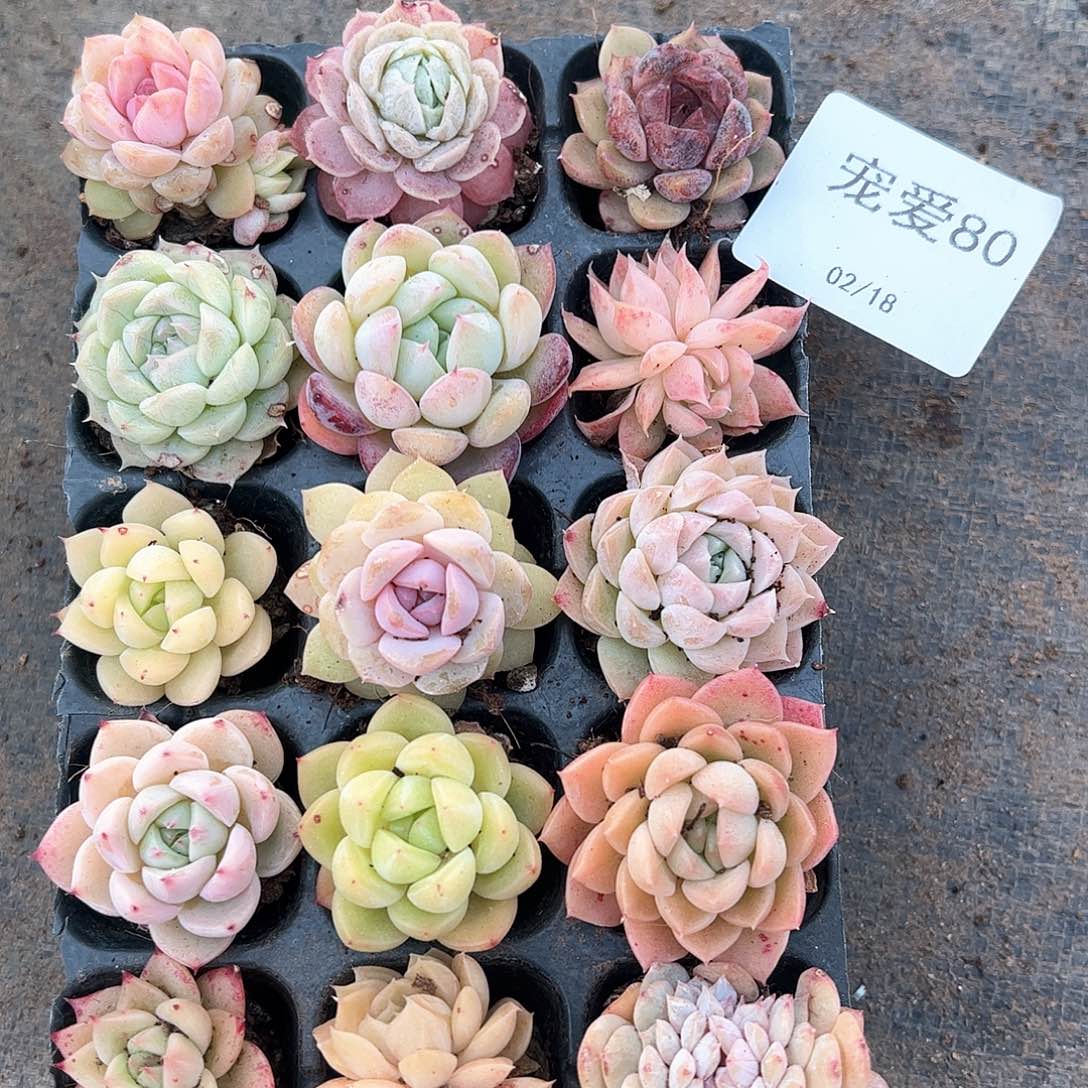 直播福利一物一拍80