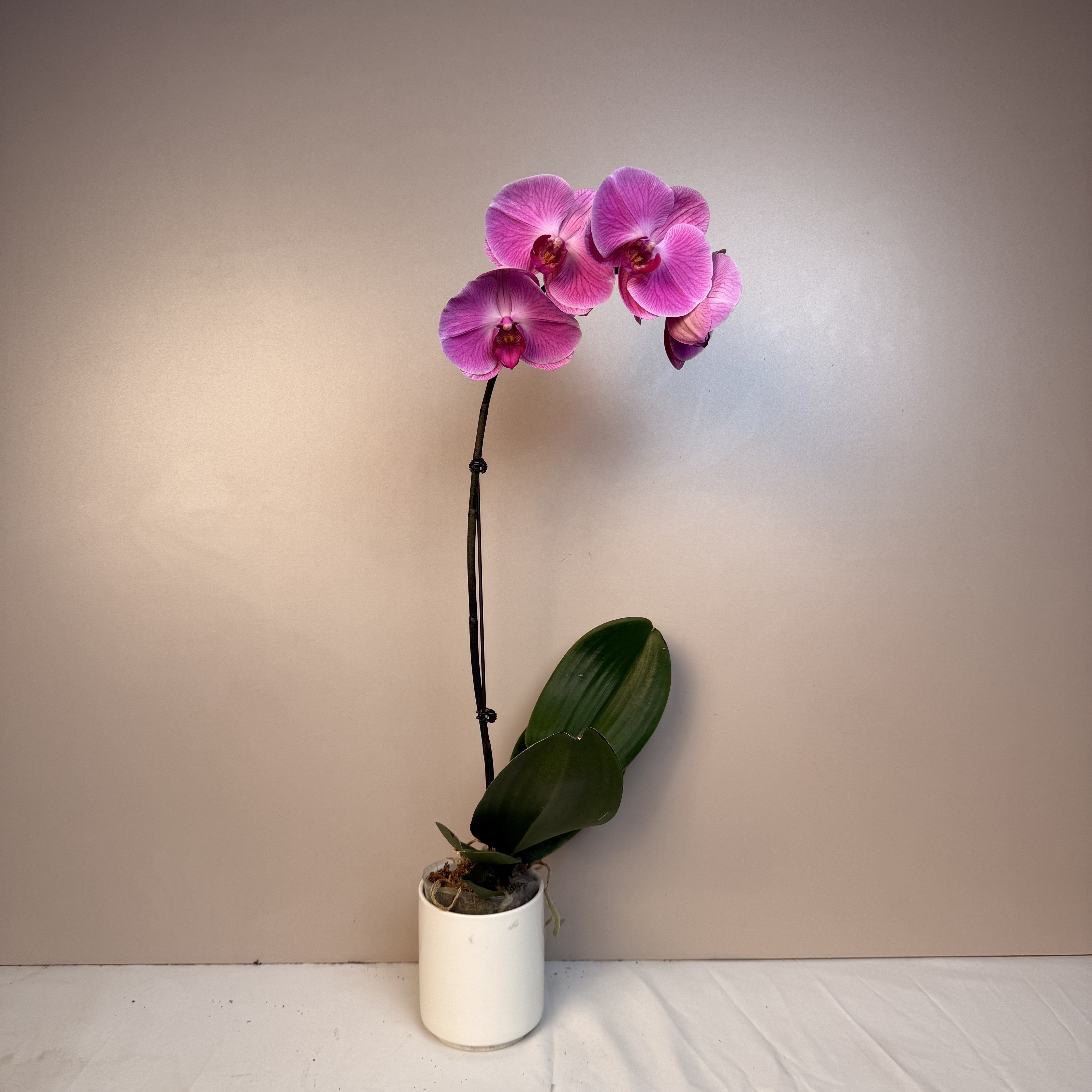 《花漫里基地》蝴蝶兰（代号4009）3.0寸全花开花珠发货