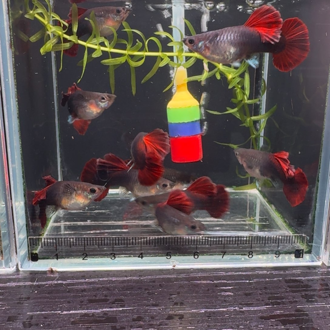 孔雀鱼折扇全母全母8➕2条备损福利