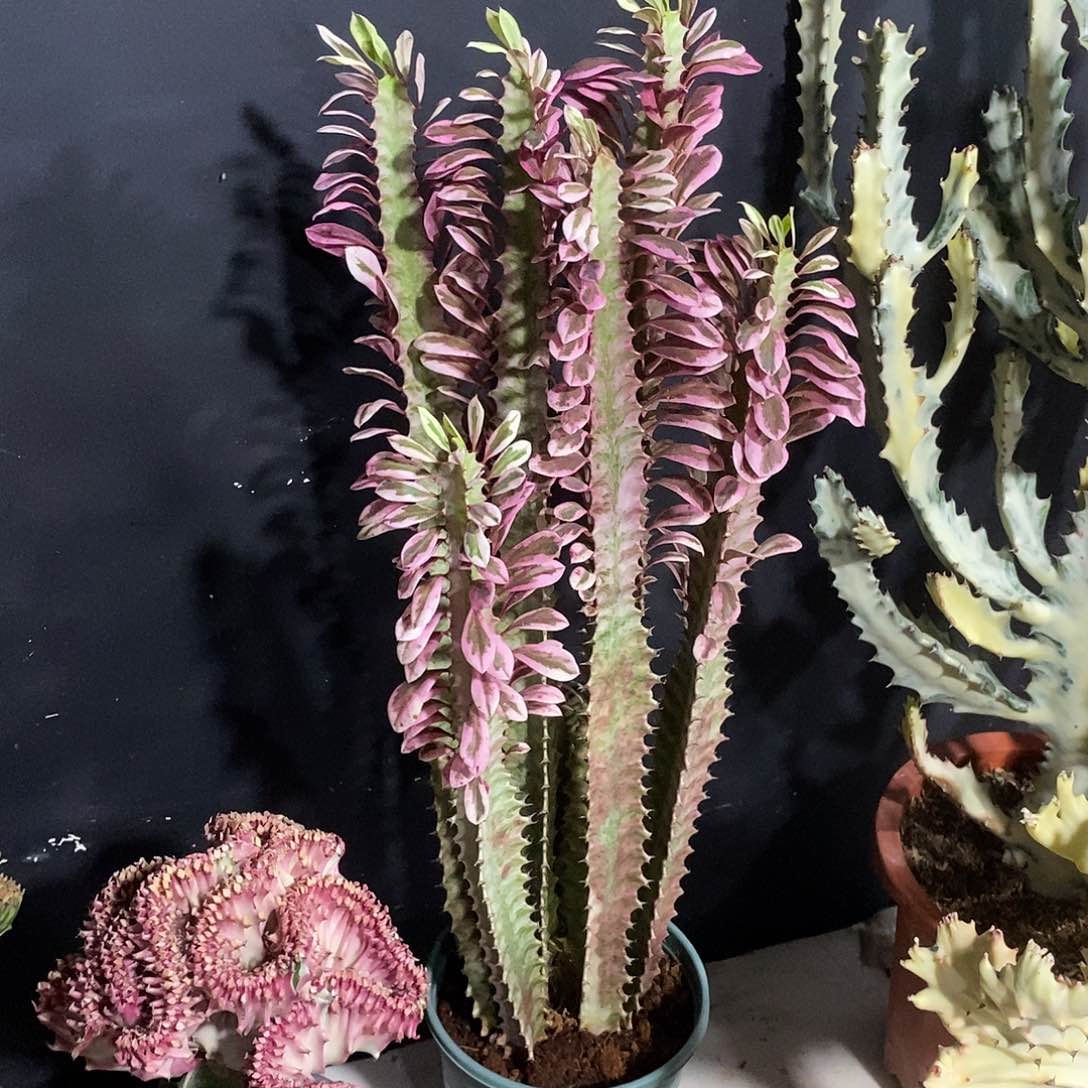 无花朵红蝴蝶一物一拍