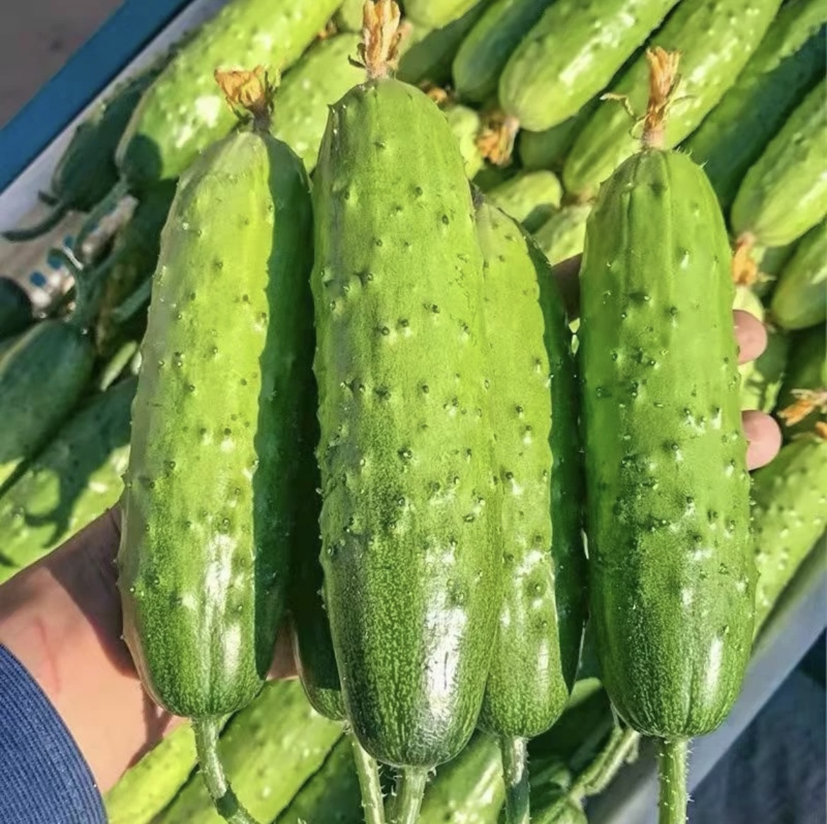 新鲜现摘旱黄瓜清甜脆嫩多汁农家菜 顺丰包邮