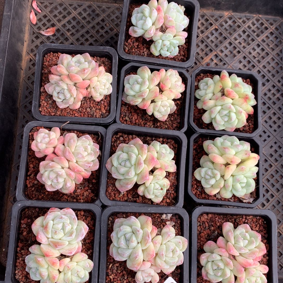 10颗冰玉  914号新疆西藏内蒙古不包邮