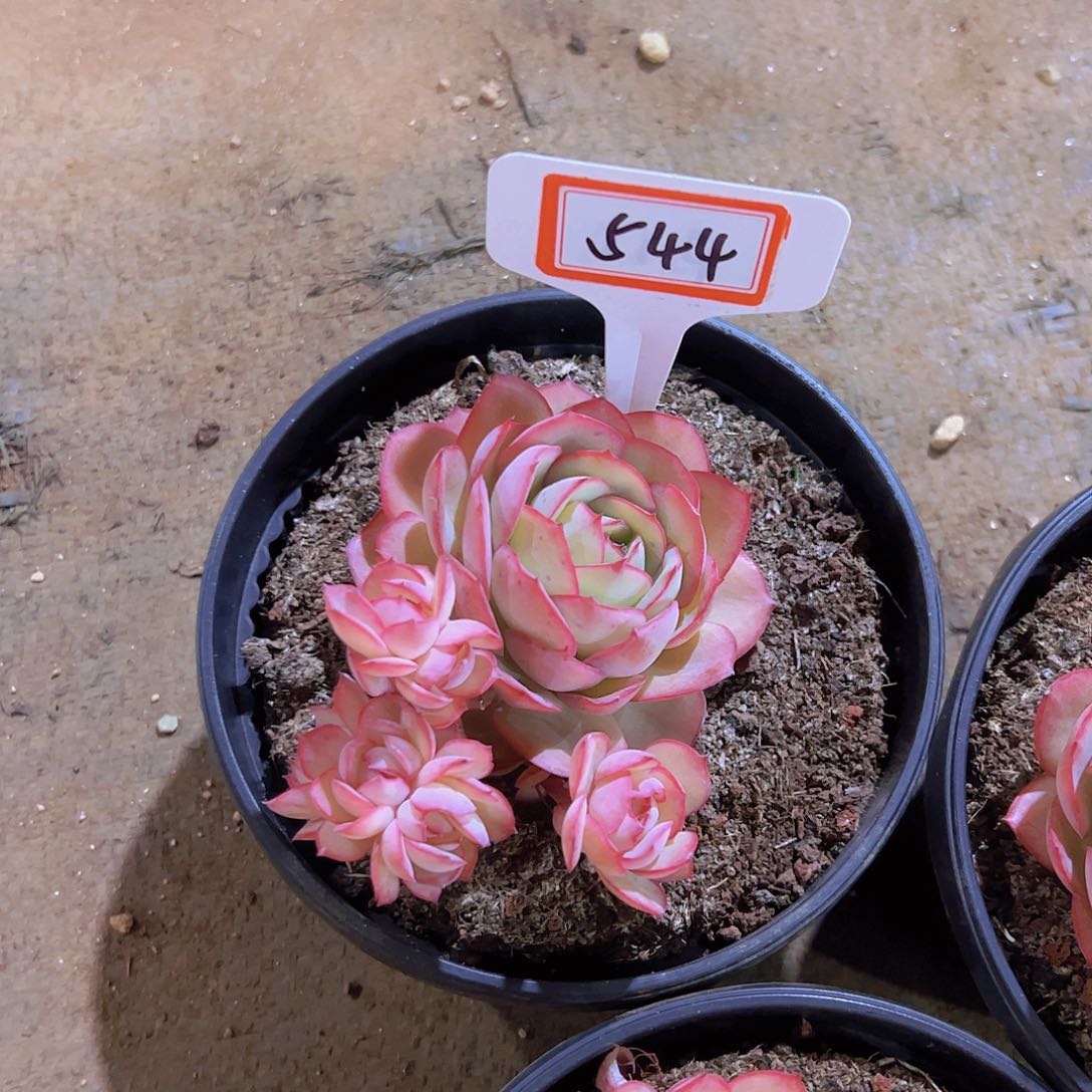 小*544牡丹亭13.8元元