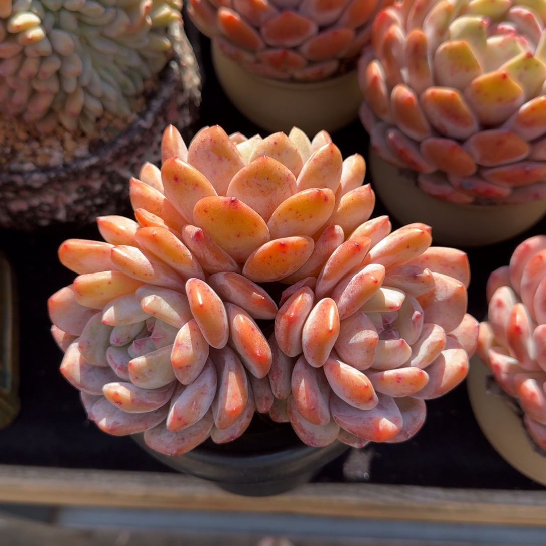 余****精美三头，专拍链接。