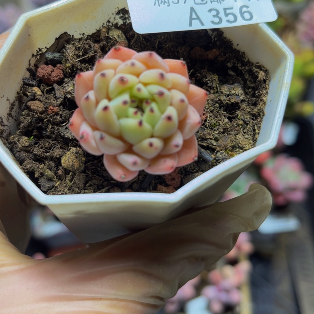 356-3厘米多肉植物