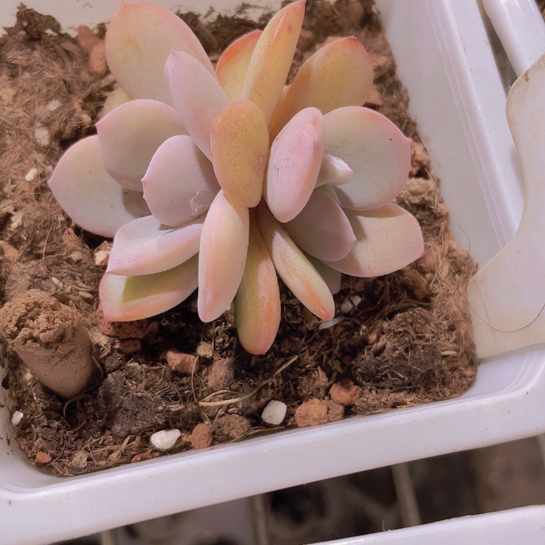 奶茶a056一物一拍