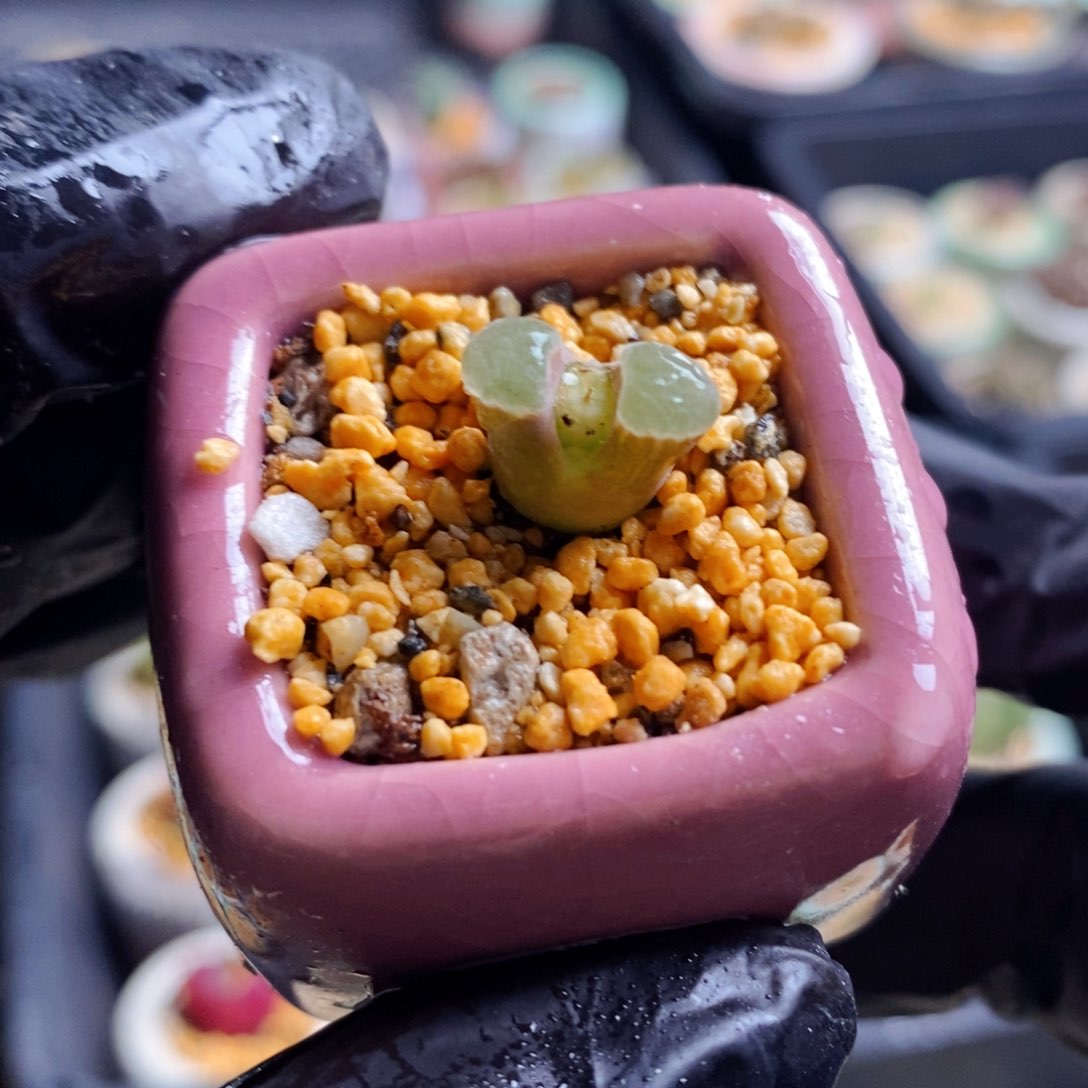 1922-一物一拍 带盆