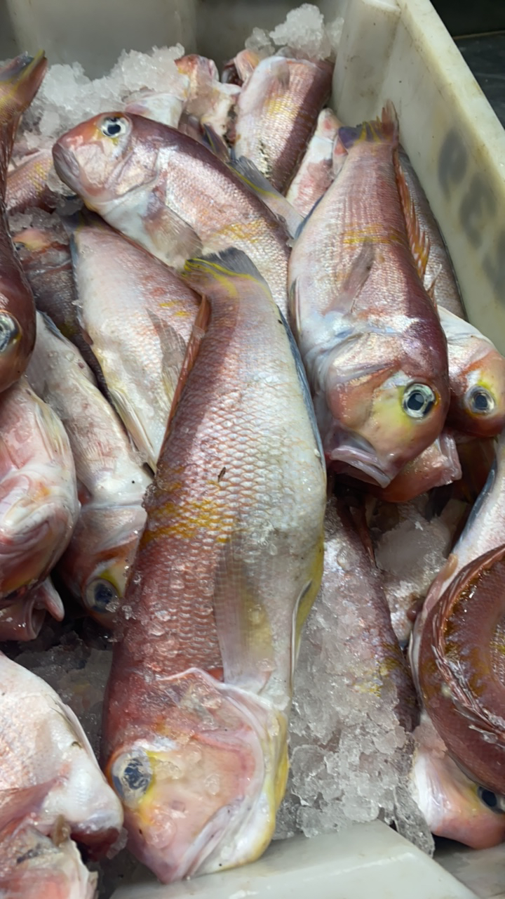 【专属】新鲜红码头  有大有小以(直播现称）