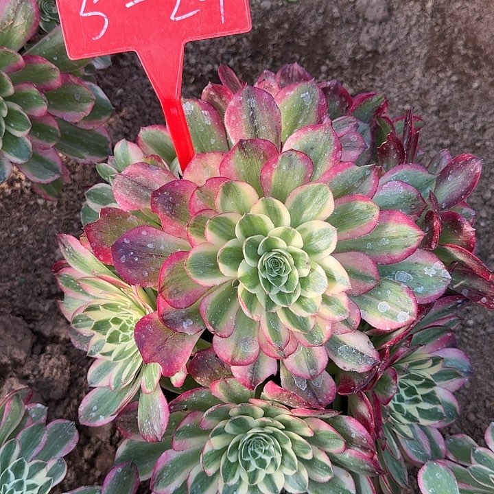 5-24海王多肉法师