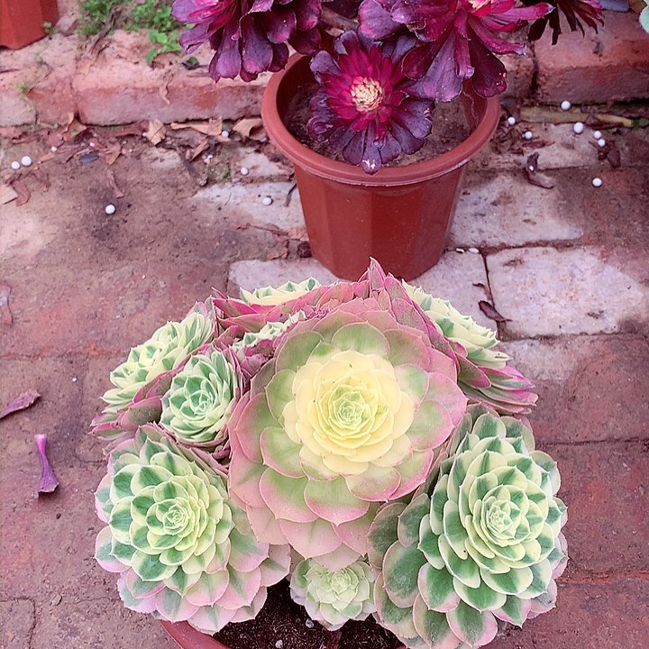 小颗型玉姿，多肉