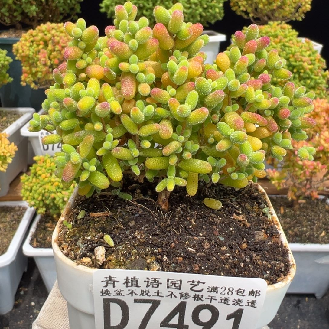 D7496金桔一物一拍