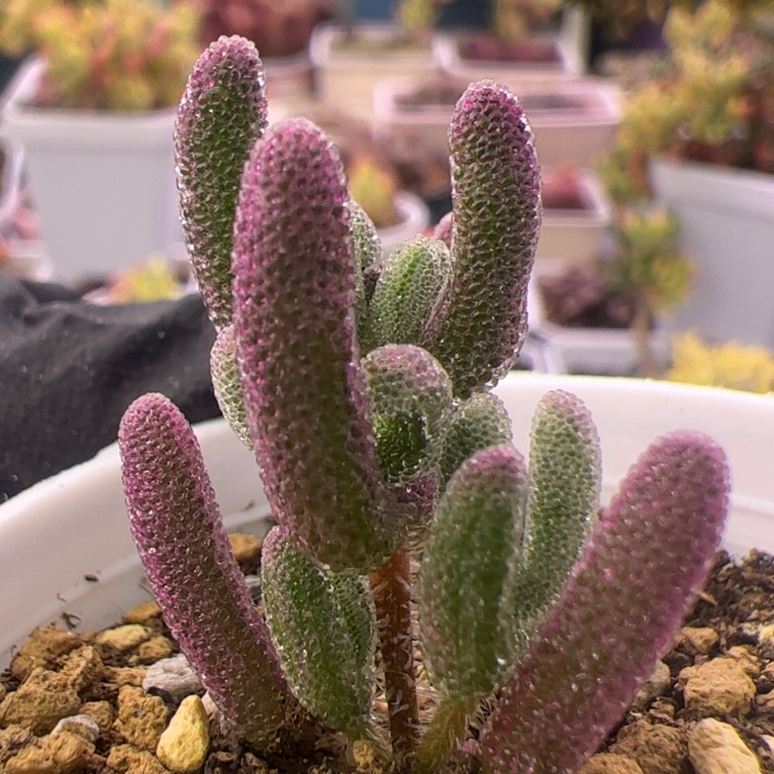 多肉植物枝干超紫带拉丝