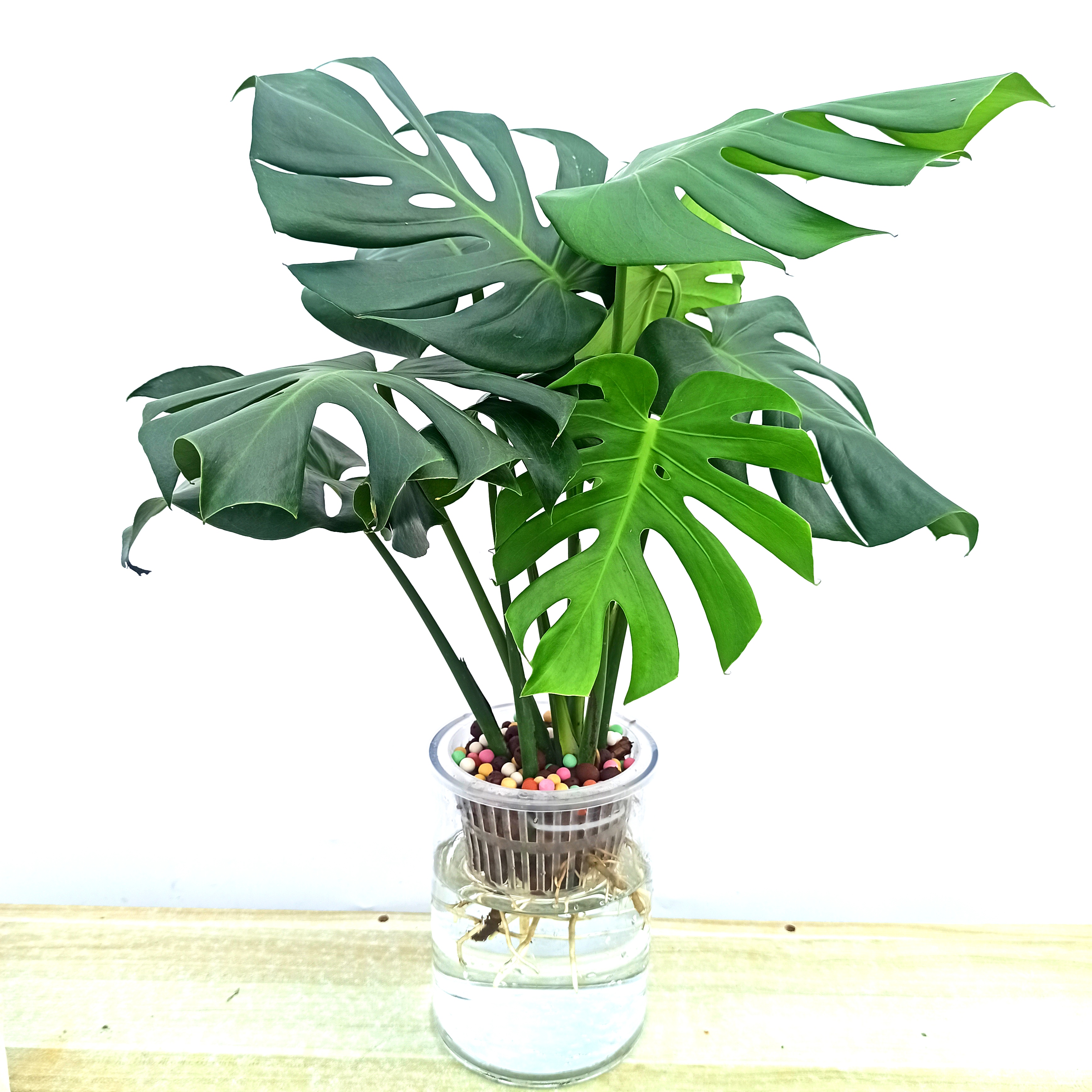 纯水培水培龟背竹