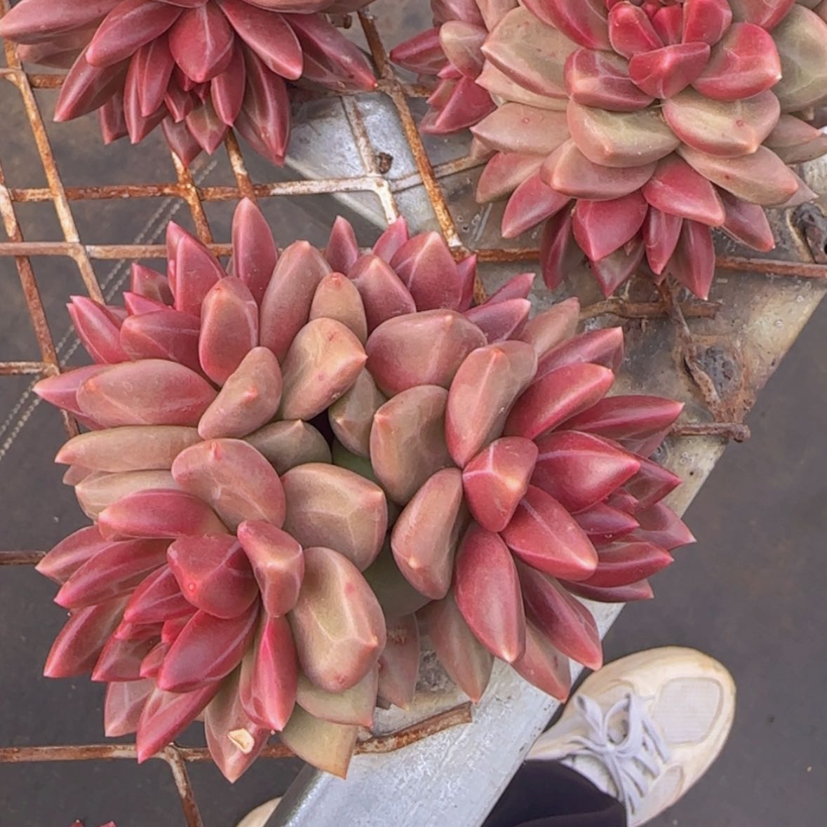 【闪购商品】四头迷雾泡泡39.9