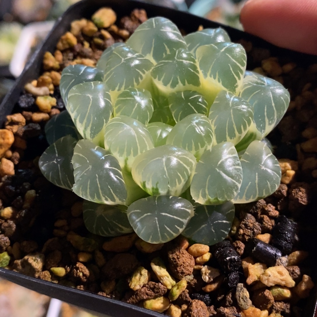 一颗糊斑湖水玉露锦 开播福利