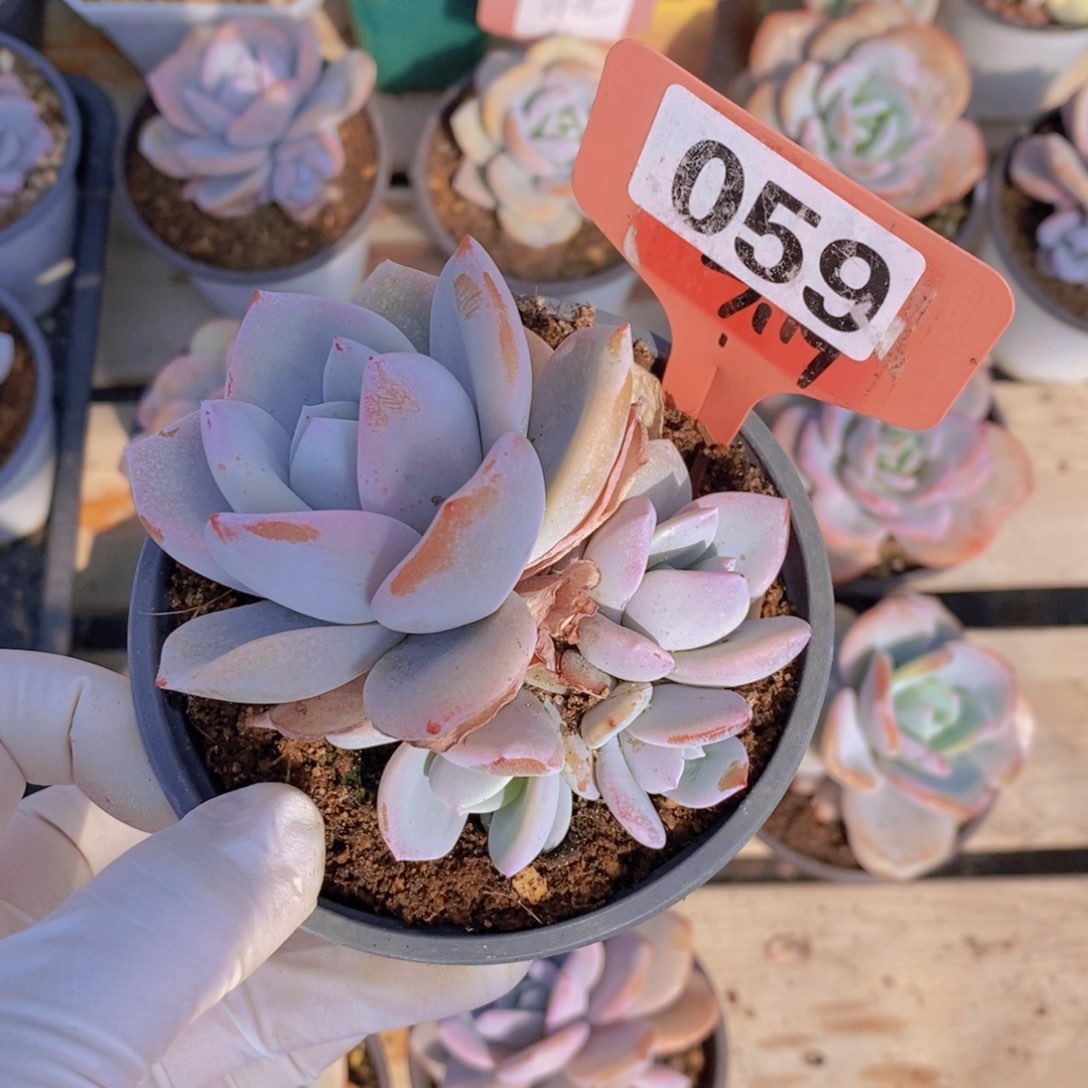 ?****059多肉植物11111