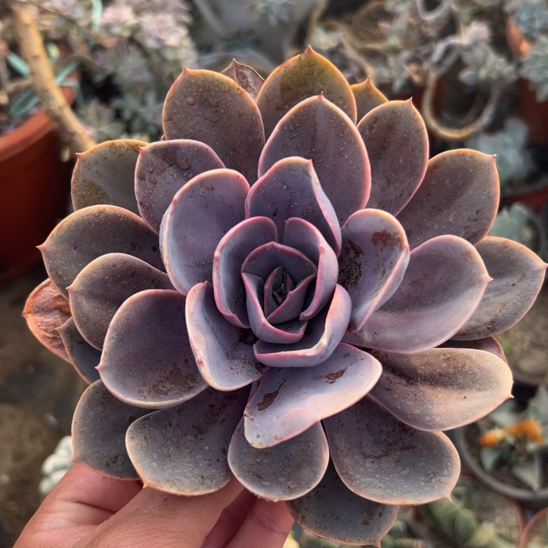 多肉植物多肉植物