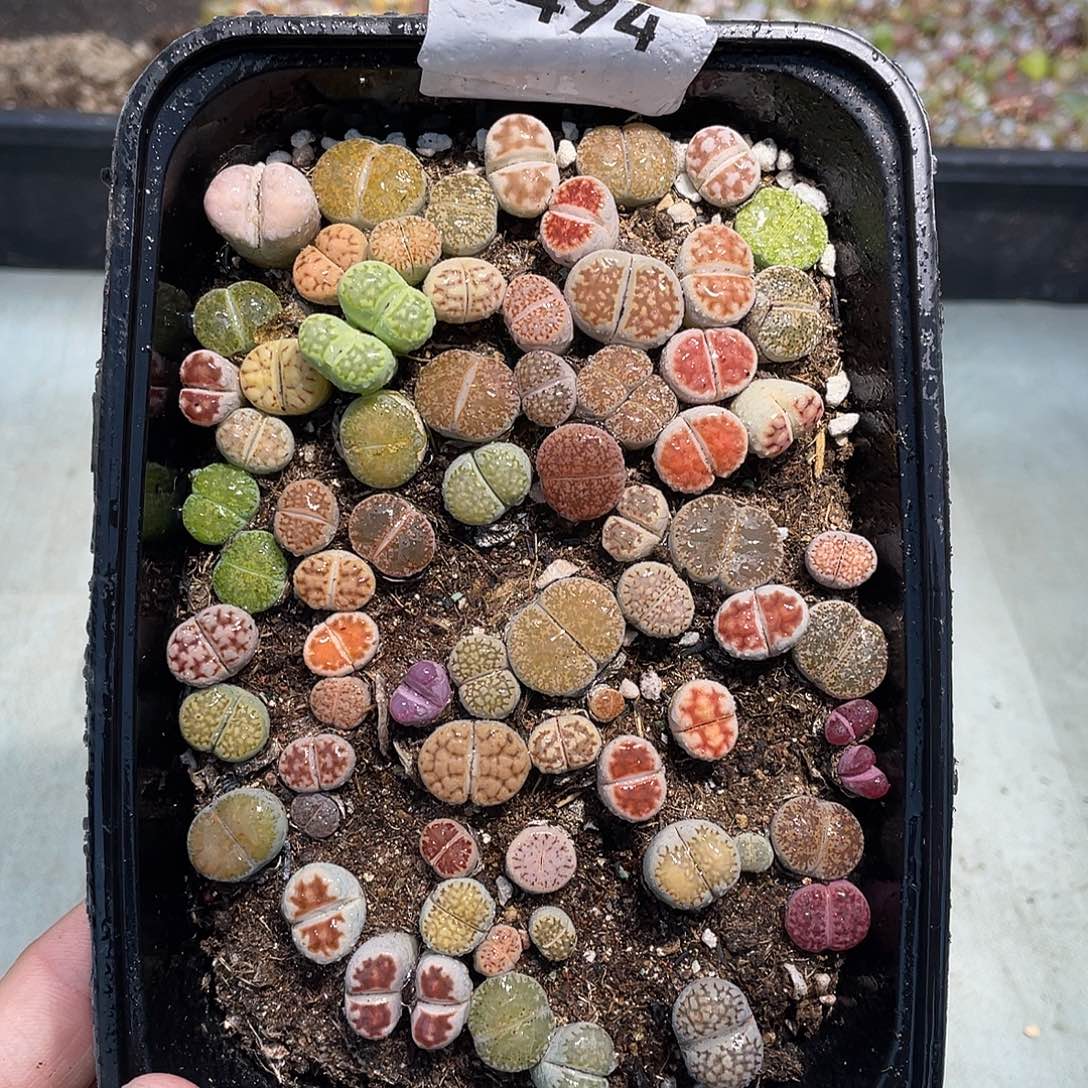 当天凑满十八元包邮494