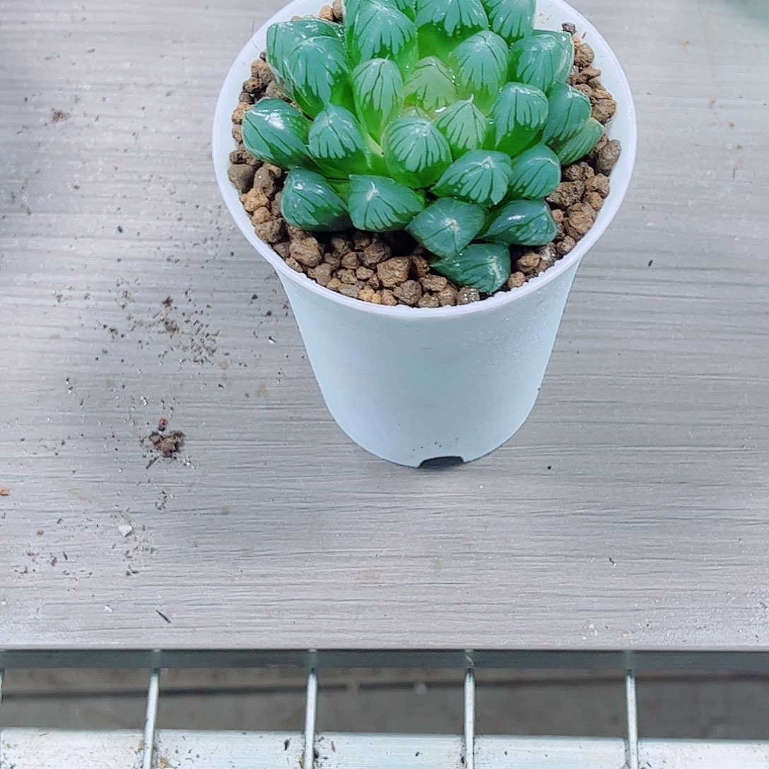 黑姬玉露一勿一拍