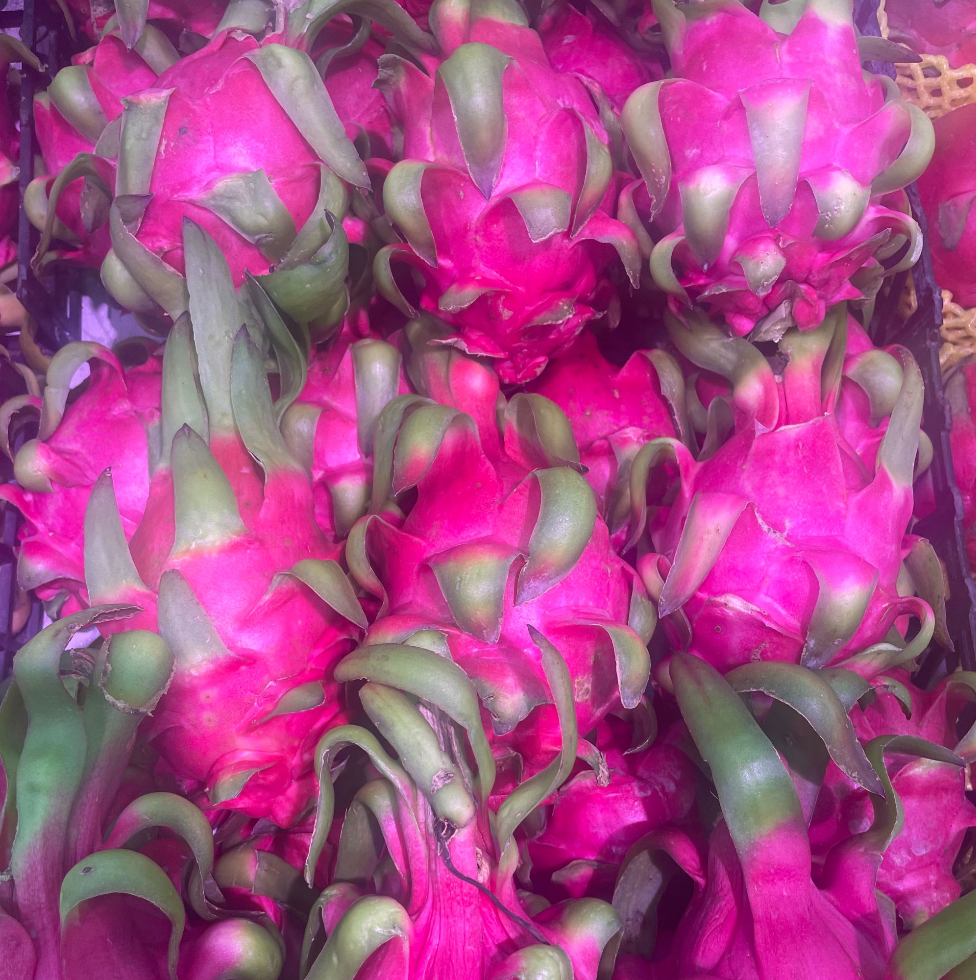 红心小包大 精品红心火龙果1个 0.9-1.1斤（水果）