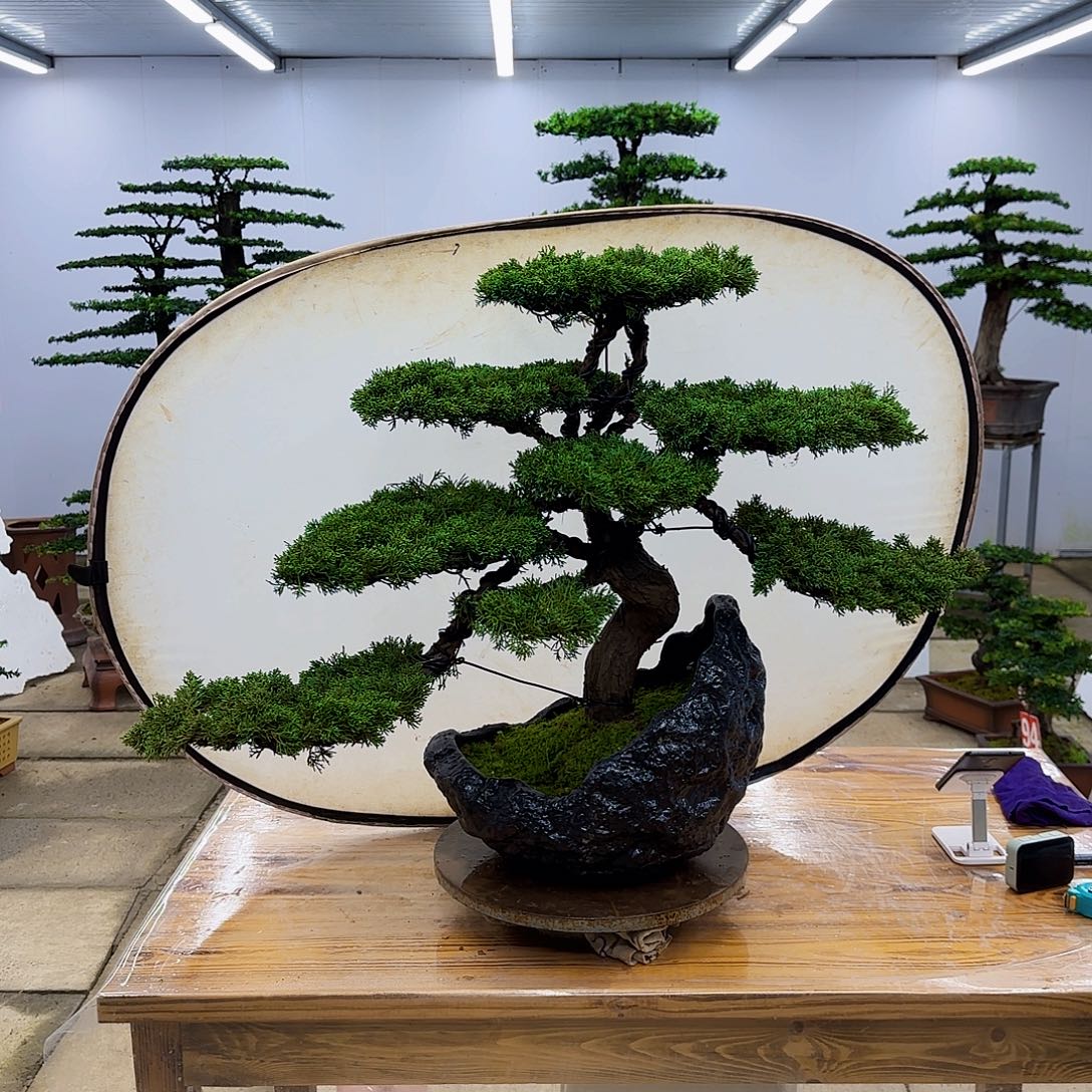 无花朵盆景准备好一物一拍