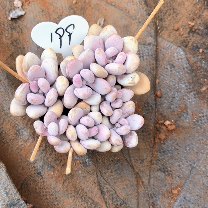 199桃蛋多肉植物