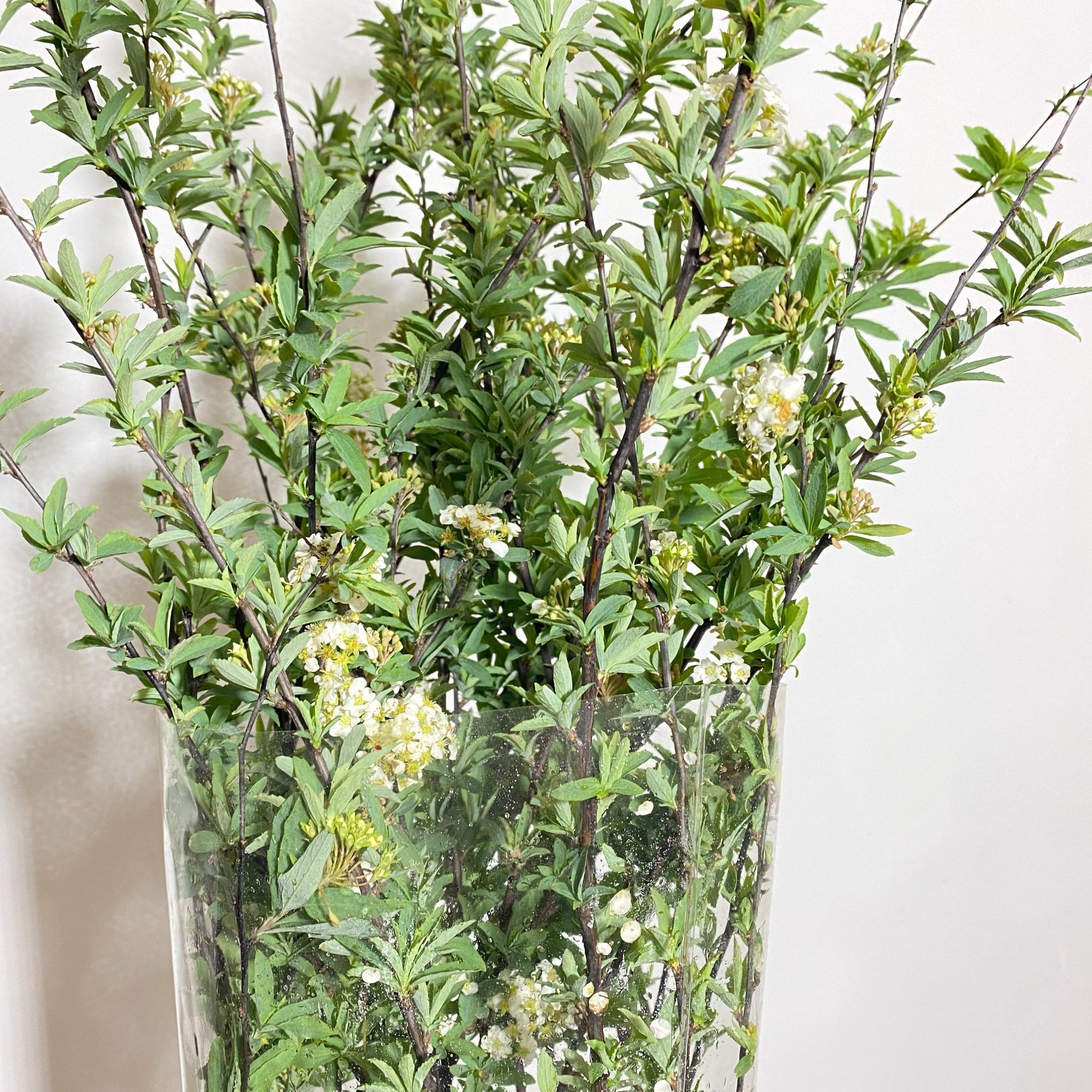 单瓣小手球鲜切花云南基地直发