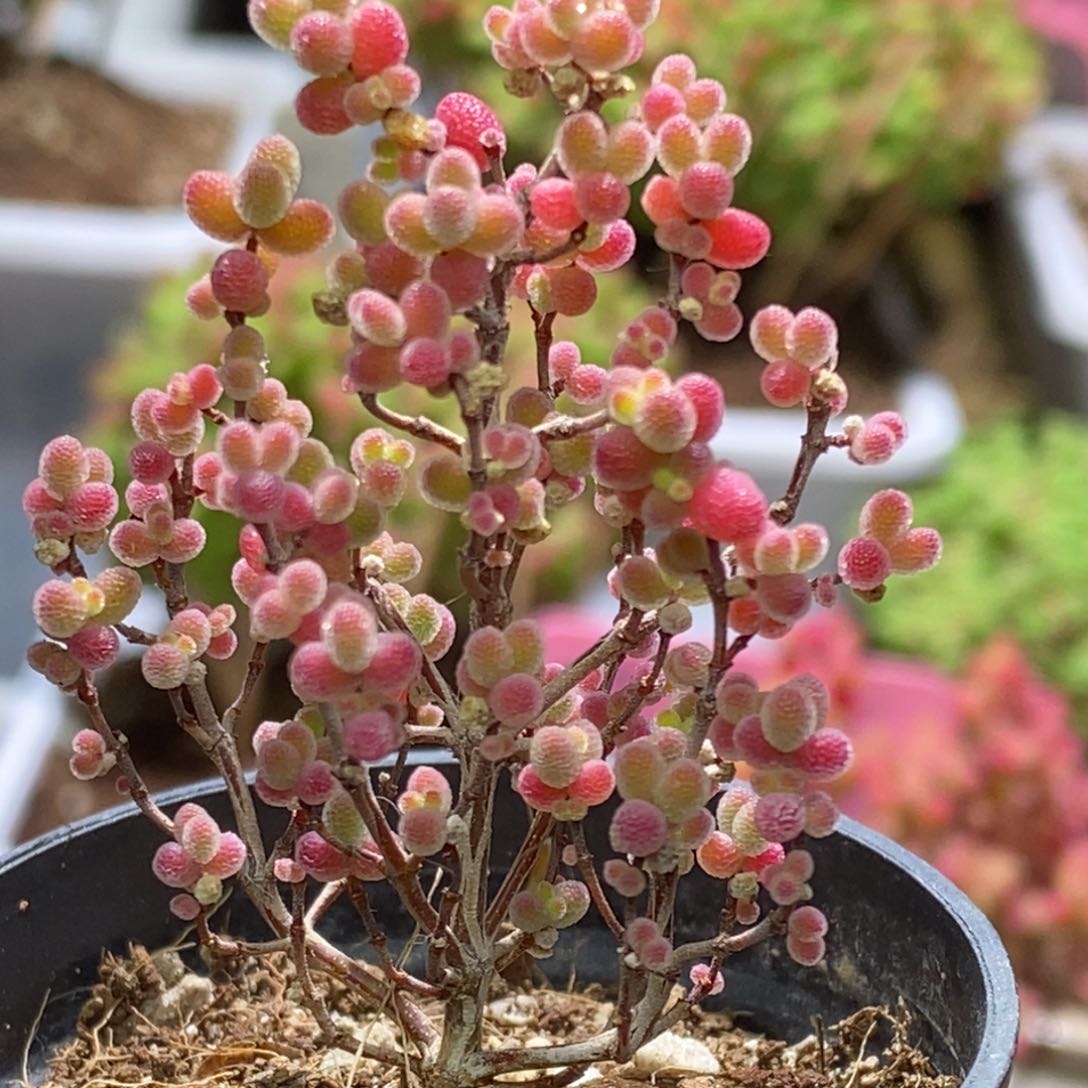 蜜桔糖球枝干番杏D036