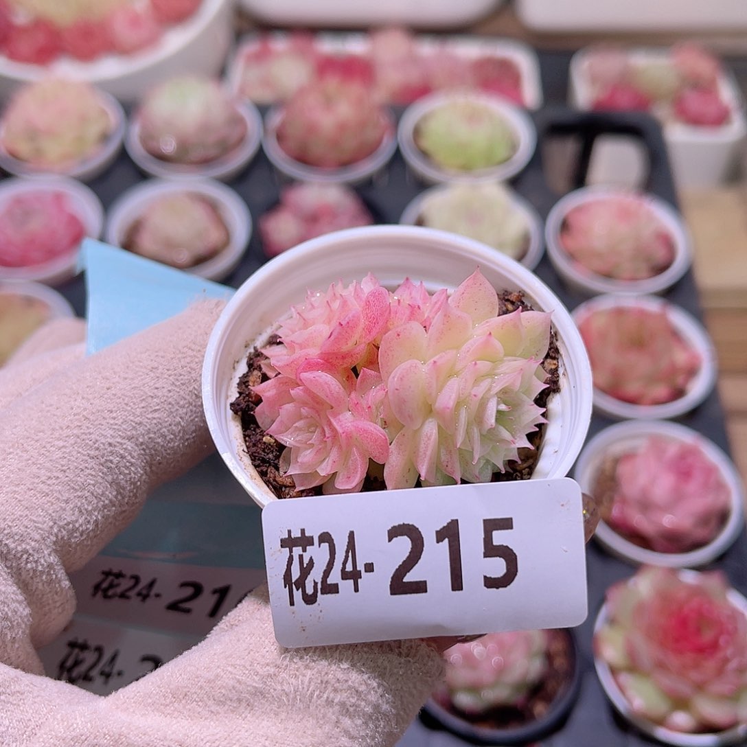 花利美24-215麦秆群