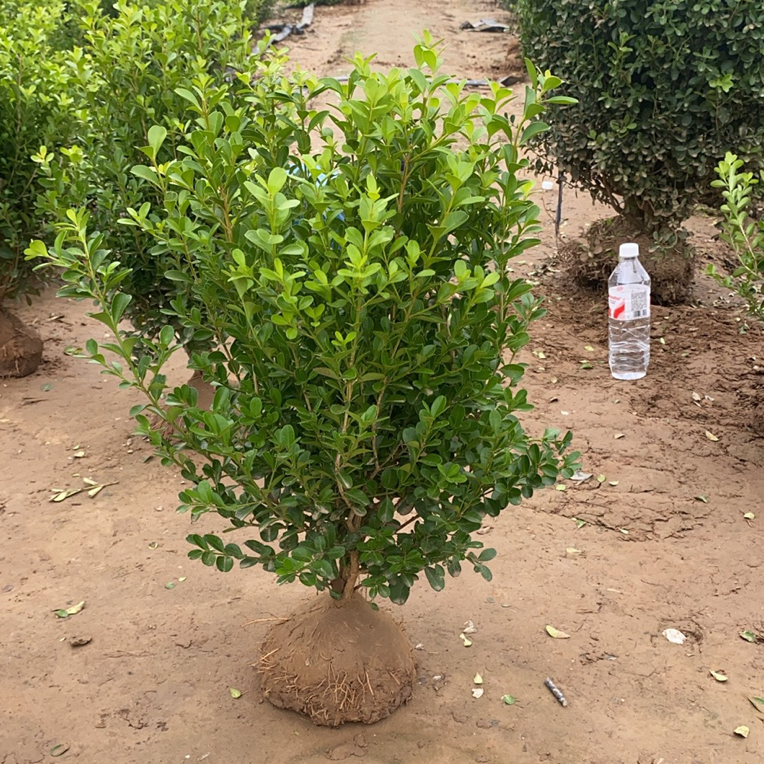 小叶瓜子黄杨球四季不落叶