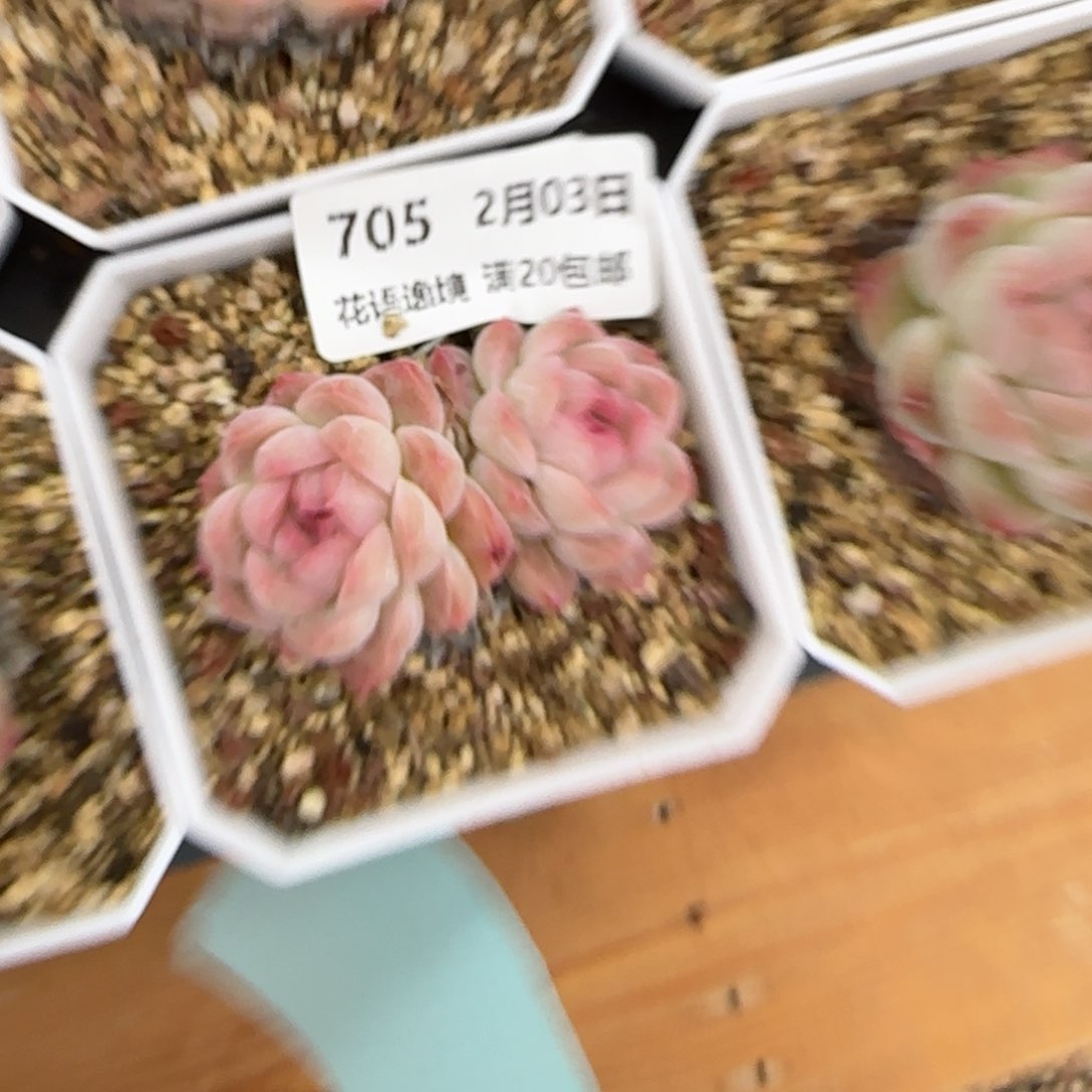 花语逸镜0203-705