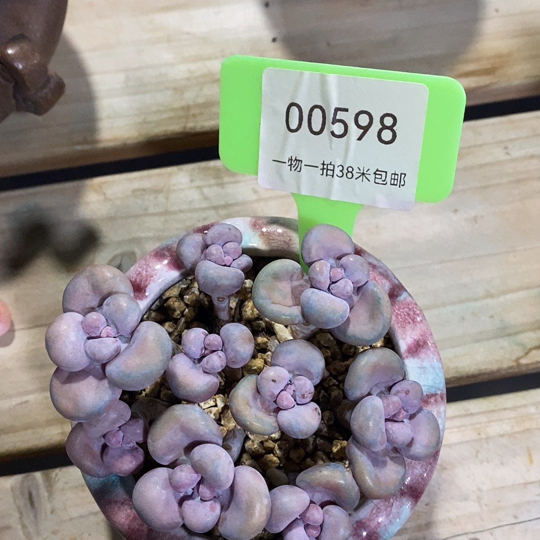 00598册利润my册木架