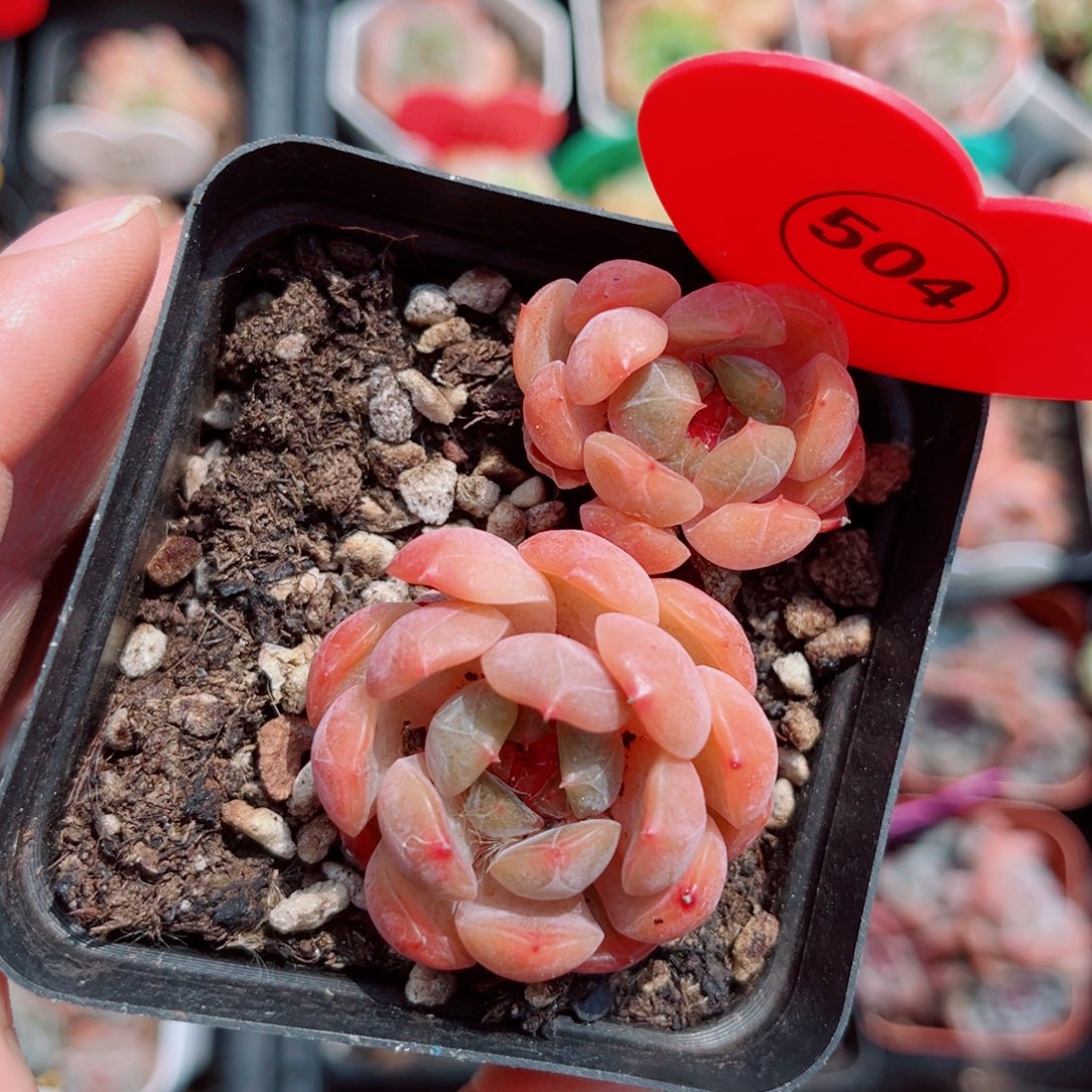 504号小老桩红恋双头