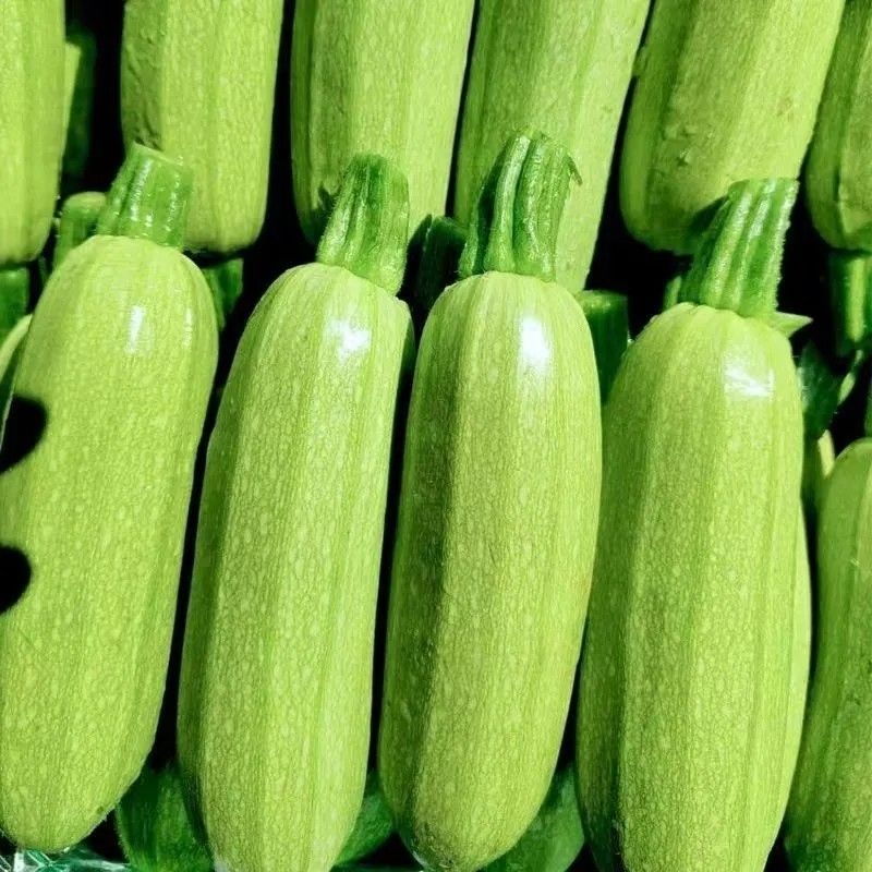 精品】云南农家当季时令新鲜西葫芦三月小瓜番瓜整箱茭瓜便宜烧烤