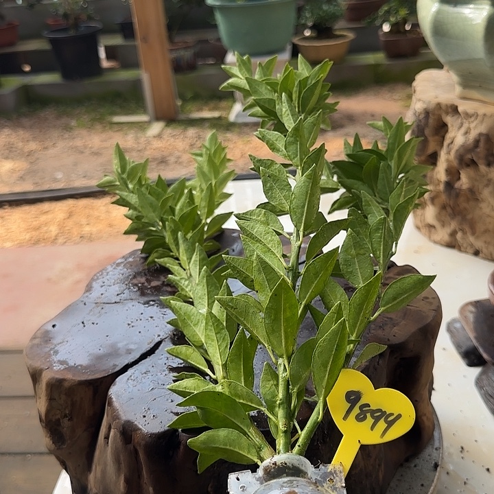 与***随直播间八房柑一物一拍