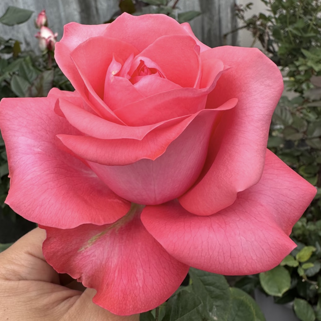 推荐【粉色的爱】月季 高杯大花 长势快 1加仑2.5L根接秒云南发货