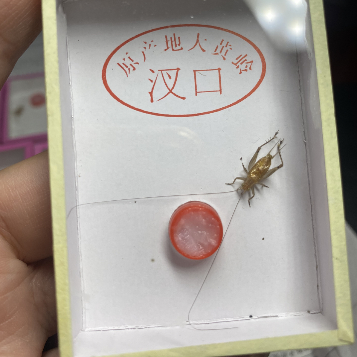 正宗野生《汊口大黄蛉》