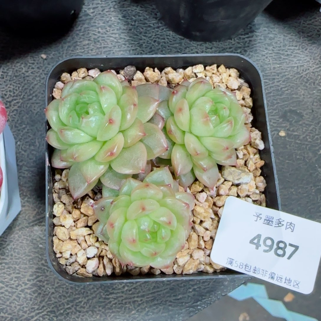 灯泡珍妮群，4987多肉